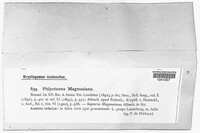 Phlyctema magnusiana image